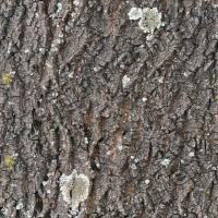 Seamless Bark 0005